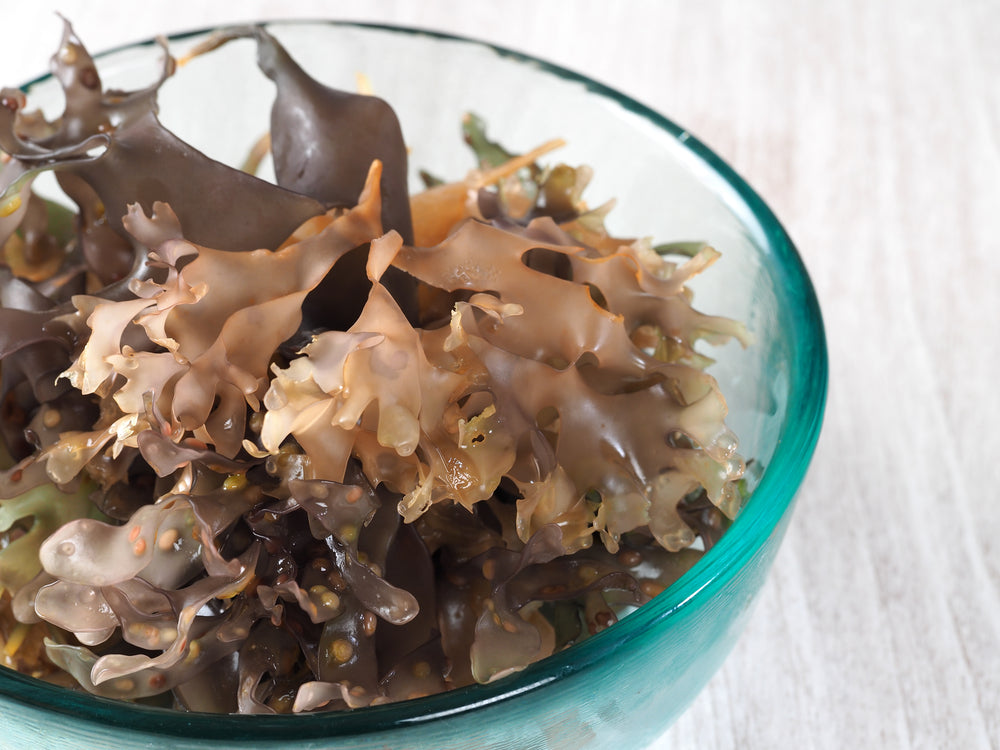 All You Need To Know About Sea Moss